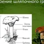 Строение Шляпочного Гриба Рисунок Схема