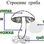 Строение шляпочного гриба рисунок схема