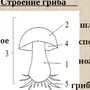 Категория Биология