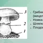 Строение шляпочного гриба рисунок схема