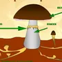 Строение Шляпочного Гриба Рисунок Схема