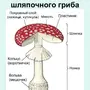 Строение шляпочного гриба рисунок схема