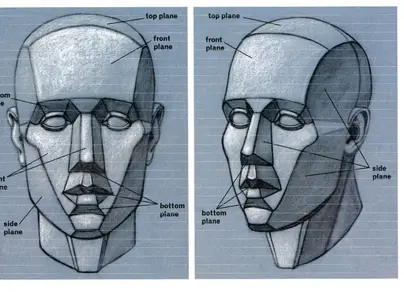 Схема головы человека рисунок
