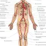Кровеносная система рисунок