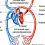 Кровеносная Система Рисунок