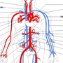 Кровеносная Система Рисунок