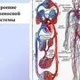 Кровеносная система рисунок