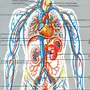 Кровеносная Система Рисунок