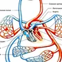 Кровеносная Система Рисунок