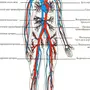 Кровеносная Система Рисунок