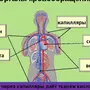 Кровеносная система рисунок