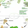 Схема развития папоротника биология 6 класс рисунок