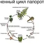 Схема развития папоротника биология 6 класс рисунок