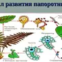 Схема развития папоротника биология 6 класс рисунок