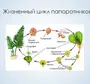 Схема развития папоротника биология 6 класс рисунок