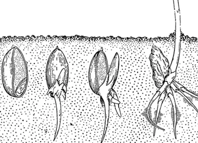 Нарисуйте схему рисунок прорастание семени