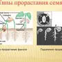 Нарисуйте Схему Рисунок Прорастание Семени