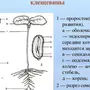 Нарисуйте Схему Рисунок Прорастание Семени