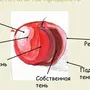 Свет тень полутень рефлекс блик в рисунке