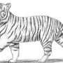Тигр Для Срисовки