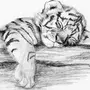 Тигр для срисовки