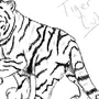 Тигр Для Срисовки