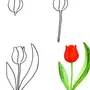 Тюльпаны рисунок для детей карандашом