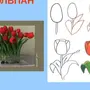 Тюльпаны рисунок 1 класс