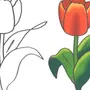 Тюльпаны Рисунок 1 Класс