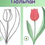Тюльпаны Рисунок 1 Класс