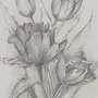 Тюльпан рисунок карандашом