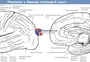 Доли больших полушарий головного мозга рисунок
