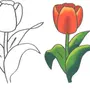 Тюльпаны рисунок для детей
