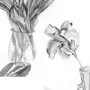Тюльпаны в вазе рисунок карандашом