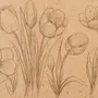 Тюльпаны Картинки Нарисованные Карандашом