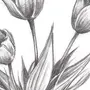 Тюльпаны картинки нарисованные карандашом