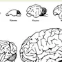 Мозг Млекопитающего Рисунок