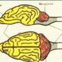 Мозг млекопитающего рисунок