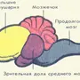 Мозг птицы рисунок