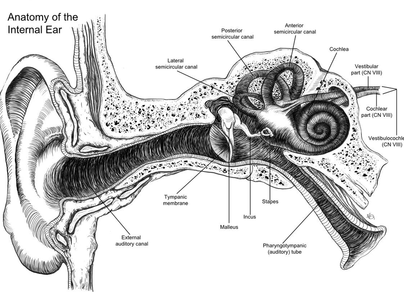 Рисунок строение уха