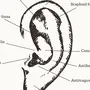 Рисунок строение уха