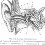 Рисунок Строение Уха