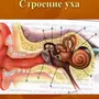 Рисунок Строение Уха