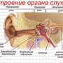 Рисунок строение уха