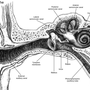 Рисунок строение уха