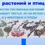 Фенологические изменения в природе зимой рисунки