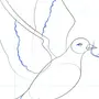 Нарисовать Голубя Карандашом Поэтапно Для Начинающих