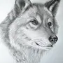 Рисунок Волка Для Срисовки
