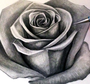 Бутон розы рисунок