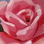 Цветы рисунок гуашью